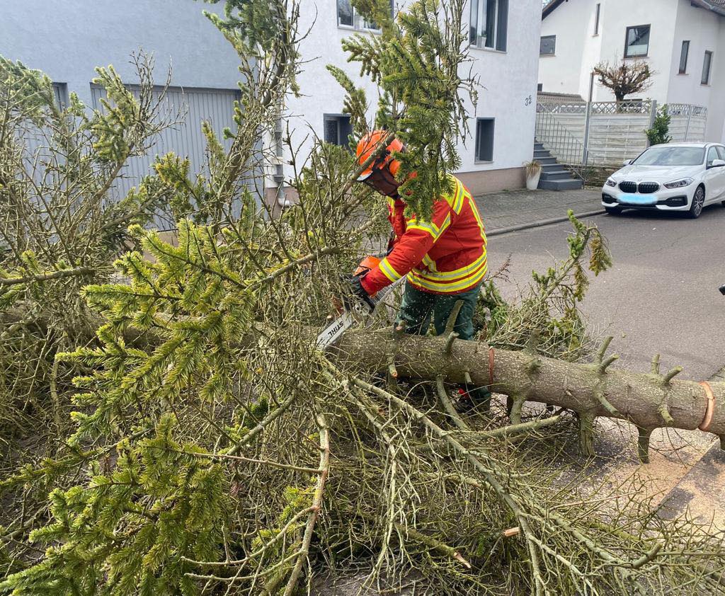 Umgestürzter Baum Umgestürzter Baum